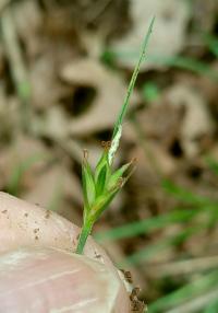 Carex willdenowii image